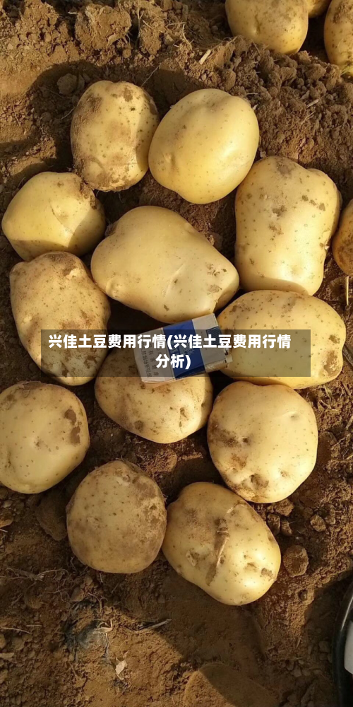 兴佳土豆费用行情(兴佳土豆费用行情分析)