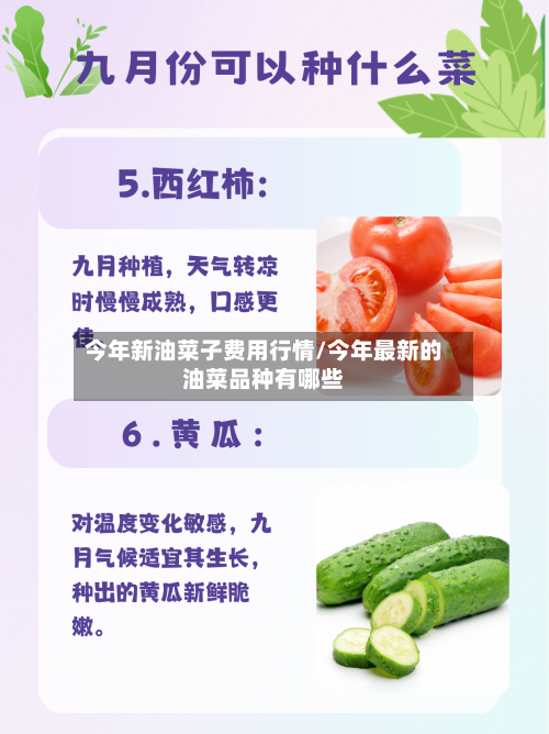 今年新油菜子费用行情/今年最新的油菜品种有哪些-第3张图片