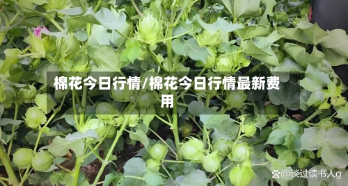 棉花今日行情/棉花今日行情最新费用