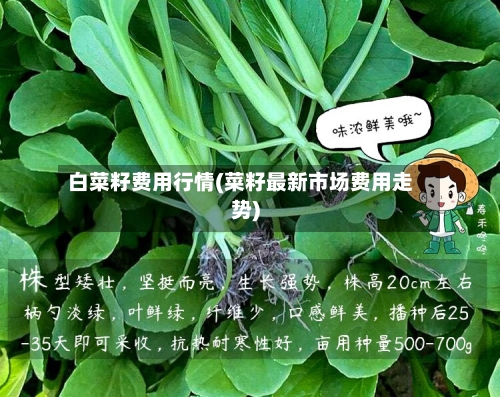 白菜籽费用行情(菜籽最新市场费用走势)-第2张图片