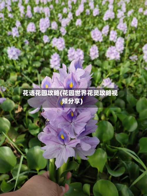 花语花园攻略(花园世界花灵攻略视频分享)
