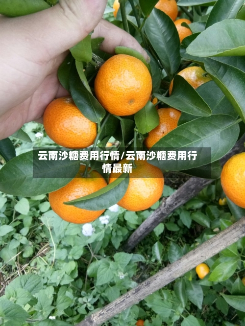 云南沙糖费用行情/云南沙糖费用行情最新-第3张图片