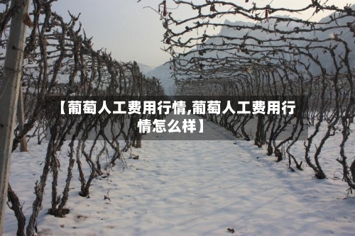 【葡萄人工费用行情,葡萄人工费用行情怎么样】-第2张图片