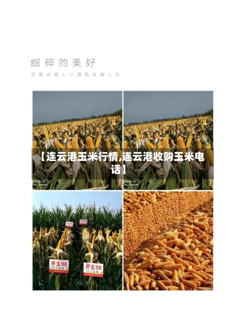 【连云港玉米行情,连云港收购玉米电话】-第2张图片