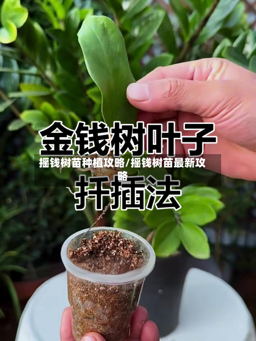 摇钱树苗种植攻略/摇钱树苗最新攻略-第3张图片