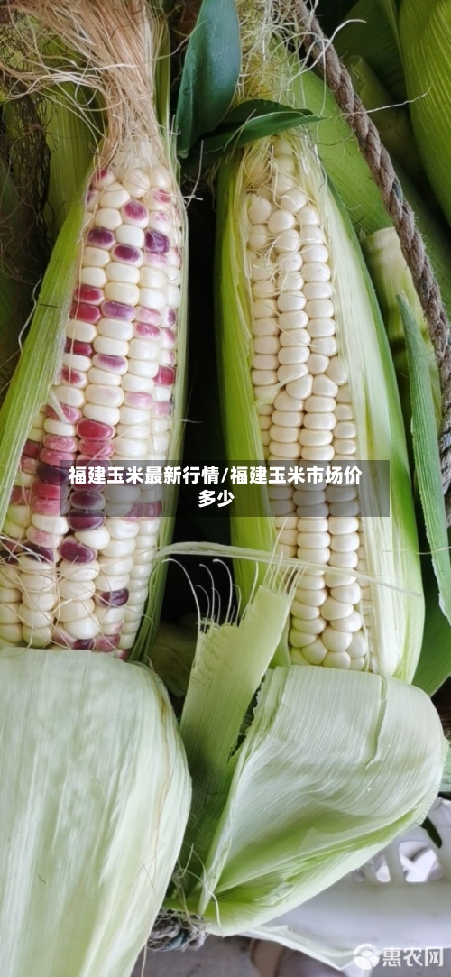 福建玉米最新行情/福建玉米市场价多少-第2张图片