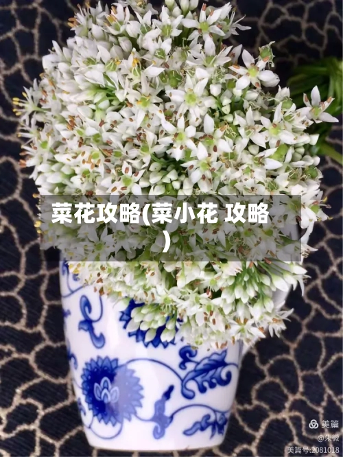 菜花攻略(菜小花 攻略)