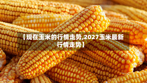 【现在玉米的行情走势,2027玉米最新行情走势】-第2张图片