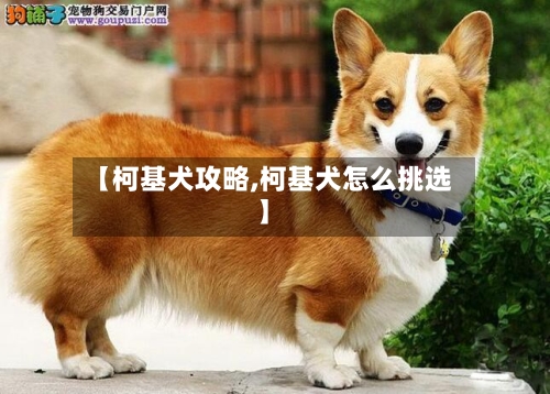 【柯基犬攻略,柯基犬怎么挑选】-第3张图片