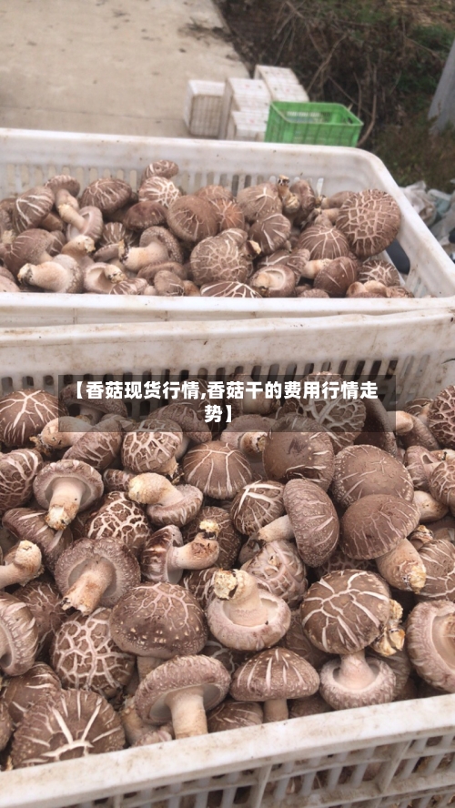【香菇现货行情,香菇干的费用行情走势】-第2张图片