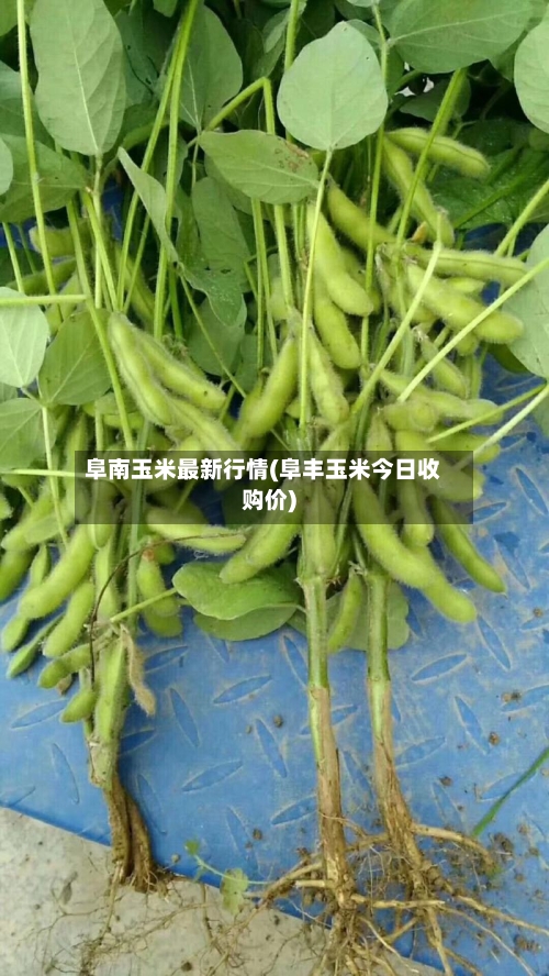阜南玉米最新行情(阜丰玉米今日收购价)-第3张图片