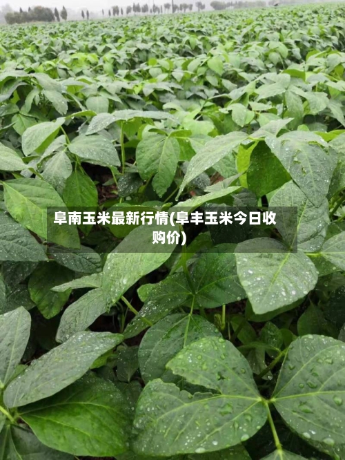 阜南玉米最新行情(阜丰玉米今日收购价)-第2张图片