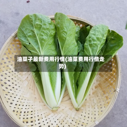 油菜孑最新费用行情(油菜费用行情走势)-第2张图片
