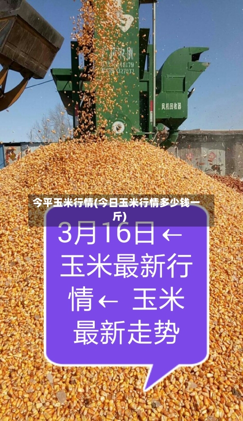 今平玉米行情(今日玉米行情多少钱一斤)
