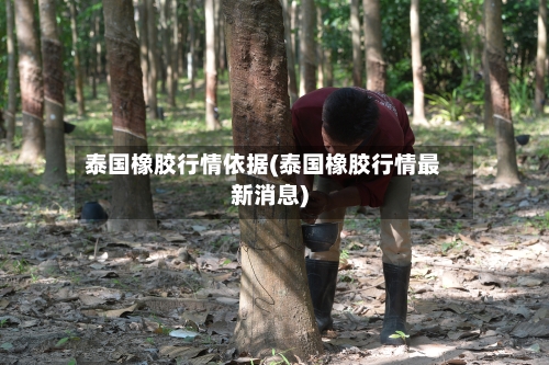 泰国橡胶行情依据(泰国橡胶行情最新消息)-第3张图片
