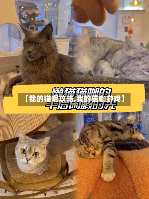 【我的猫呢攻略,我的猫咖游戏】-第3张图片