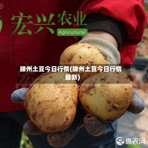 滕州土豆今日行情(滕州土豆今日行情最新)