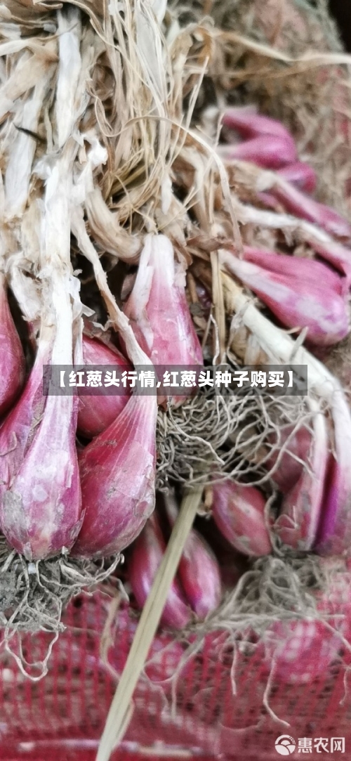 【红葱头行情,红葱头种子购买】-第2张图片