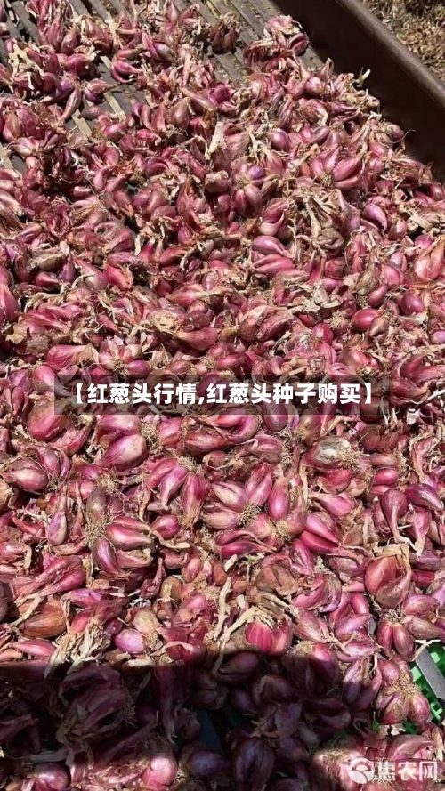 【红葱头行情,红葱头种子购买】