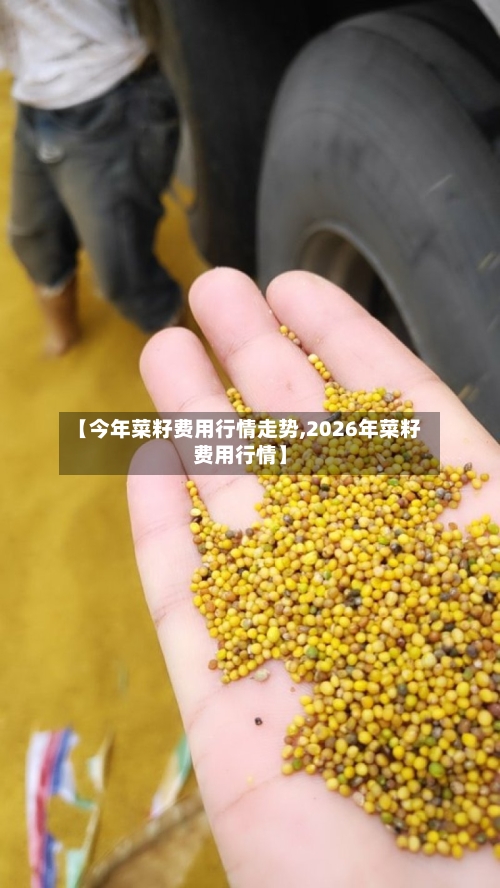 【今年菜籽费用行情走势,2026年菜籽费用行情】