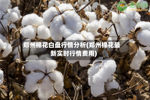 郑州棉花白盘行情分析(郑州棉花最新实时行情费用)-第3张图片