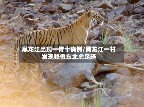 黑龙江出现一传十病例/黑龙江一村发现疑似东北虎足迹-第2张图片