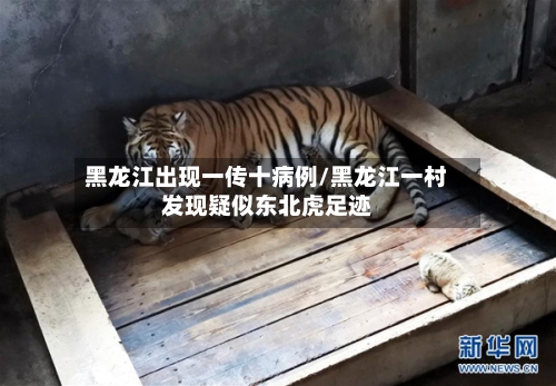 黑龙江出现一传十病例/黑龙江一村发现疑似东北虎足迹-第3张图片