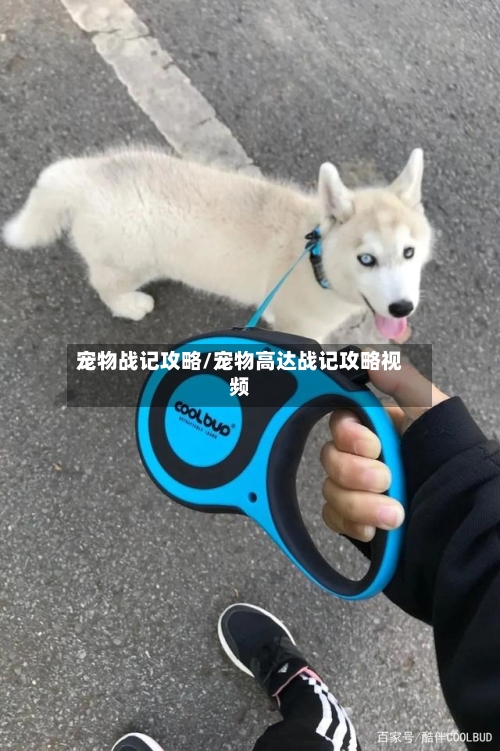宠物战记攻略/宠物高达战记攻略视频