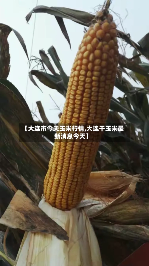 【大连市今天玉米行情,大连干玉米最新消息今天】-第2张图片