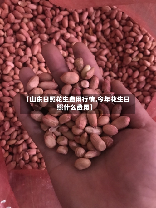 【山东日照花生费用行情,今年花生日照什么费用】