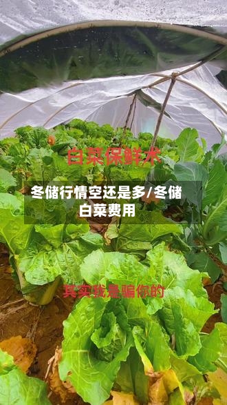 冬储行情空还是多/冬储白菜费用-第2张图片