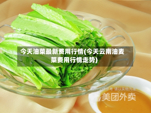 今天油菜最新费用行情(今天云南油麦菜费用行情走势)