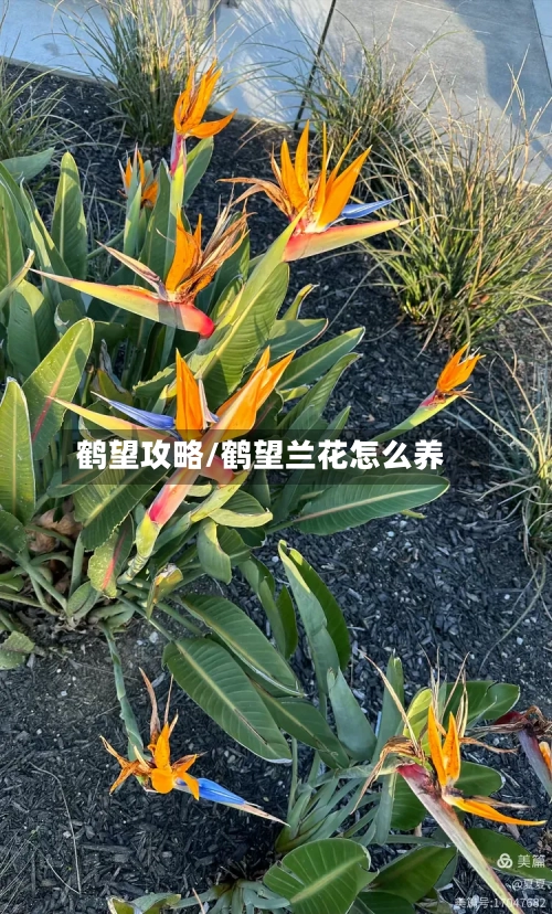 鹤望攻略/鹤望兰花怎么养-第3张图片