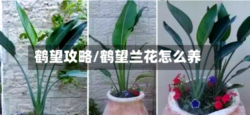 鹤望攻略/鹤望兰花怎么养