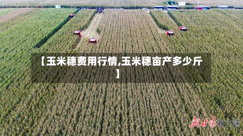 【玉米穗费用行情,玉米穗亩产多少斤】