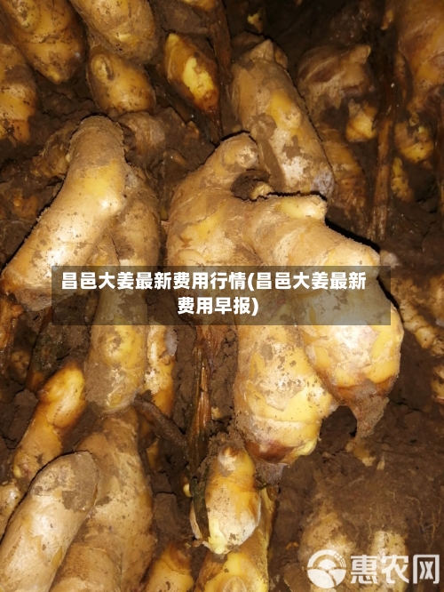 昌邑大姜最新费用行情(昌邑大姜最新费用早报)