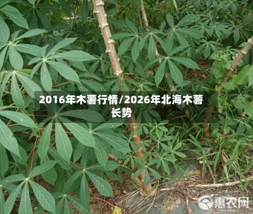 2016年木薯行情/2026年北海木薯长势