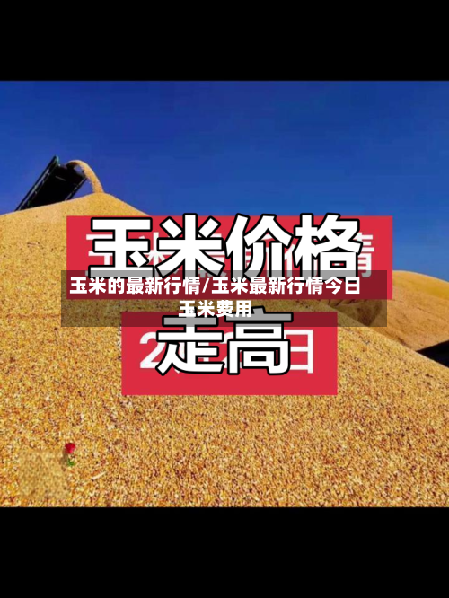 玉米的最新行情/玉米最新行情今日玉米费用-第3张图片