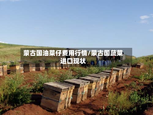 蒙古国油菜仔费用行情/蒙古国蔬菜进口现状