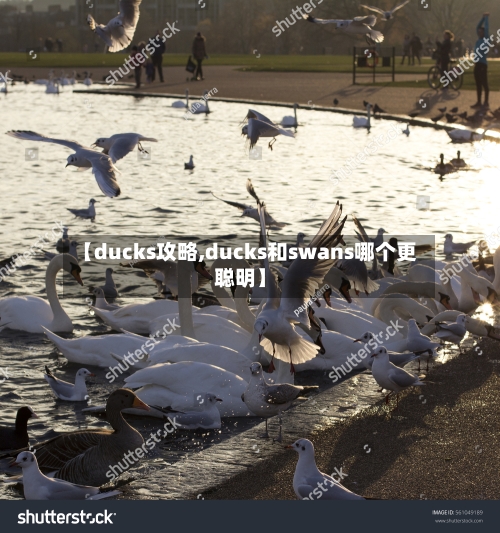 【ducks攻略,ducks和swans哪个更聪明】