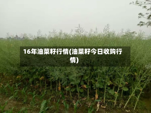 16年油菜籽行情(油菜籽今日收购行情)