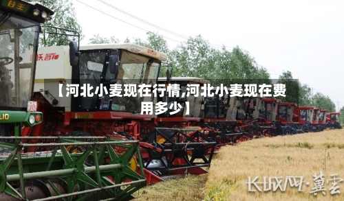 【河北小麦现在行情,河北小麦现在费用多少】