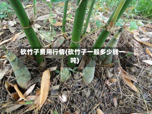 砍竹子费用行情(砍竹子一般多少钱一吨)-第2张图片