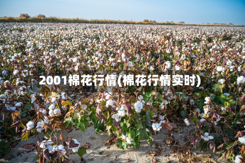 2001棉花行情(棉花行情实时)