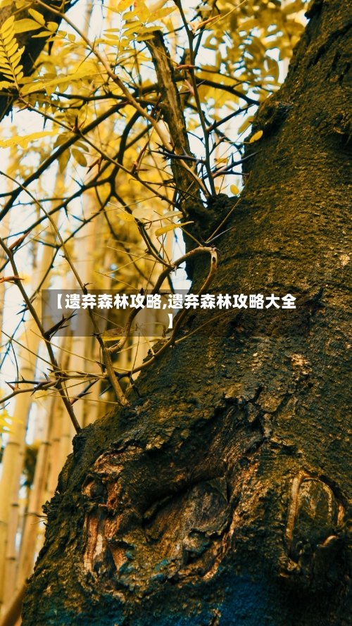 【遗弃森林攻略,遗弃森林攻略大全】