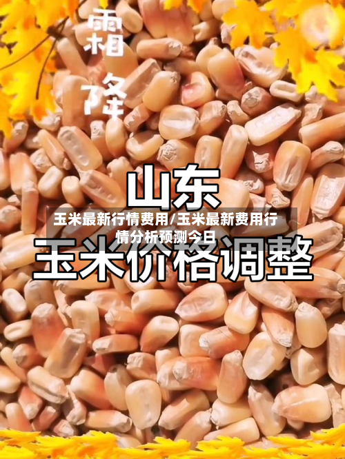 玉米最新行情费用/玉米最新费用行情分析预测今日-第3张图片