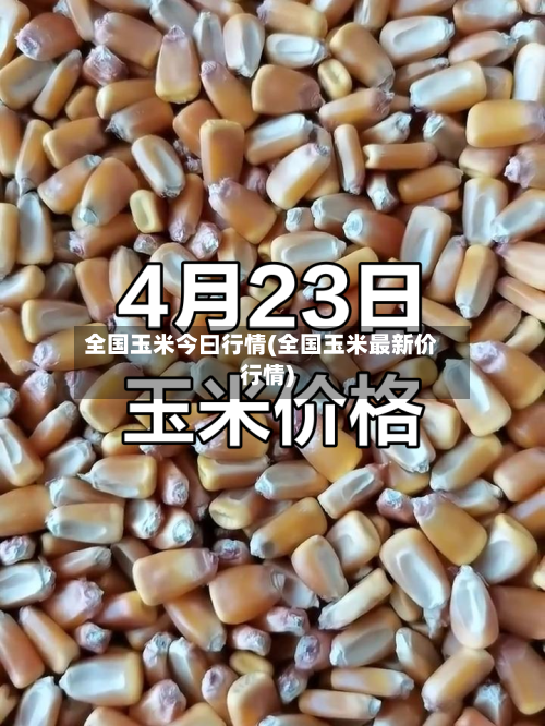 全国玉米今曰行情(全国玉米最新价行情)
