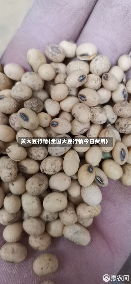 黄大豆行情(全国大豆行情今日费用)