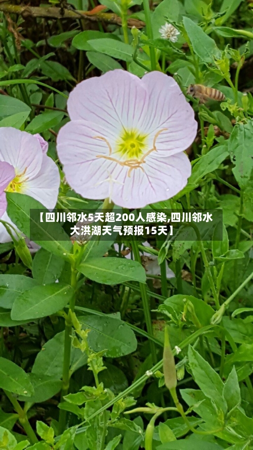 【四川邻水5天超200人感染,四川邻水大洪湖天气预报15天】-第2张图片
