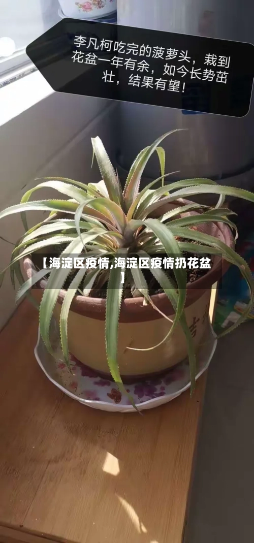 【海淀区疫情,海淀区疫情扔花盆】